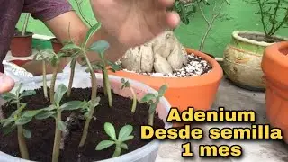 Adenium de un mes (Cuidados y consejos)