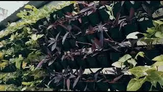 Vertical Garden Drip irrigation