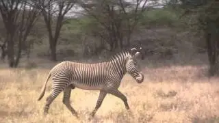 Grevy zebra