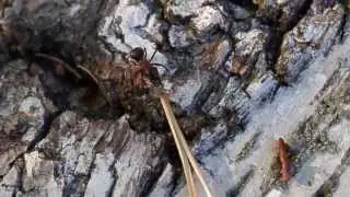 Red Wood Ants , Formica rufa
