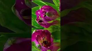ASTROMELIAS🌺#shorts #alstroemeria