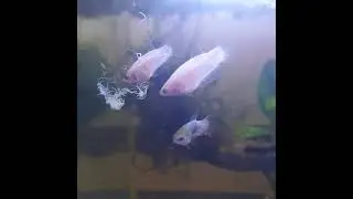 Feeding Betta fishes with grindal worms