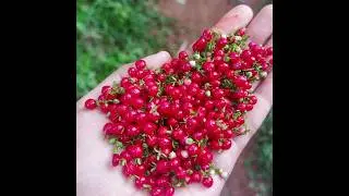 Very Dangerous fruit 🥵🥵🥵bloodberry#shortsfeed #shorts #shortvideo