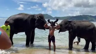 Elephant Swims at Lucky Beach | Tri Trang, Phucket | Thailand
