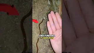 Как безопасно бороться с молотоголовыми червями 😱😱