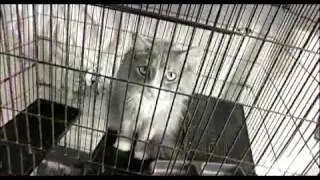 Animal Advocate Television 3/29/10 - PART I