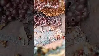 stingles bee leviceps