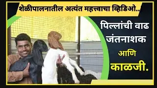 पिल्लांचे जंतनाशक आणि शेळीपालनातील नफा...! #goat #modern farming #शेळीपालन #जंत