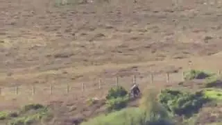 Moy Estate gamekeeper Rory Parker filmed shooting a protected bird of prey