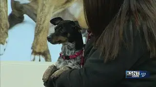 Check out this cute pooch | Adopt A Pet