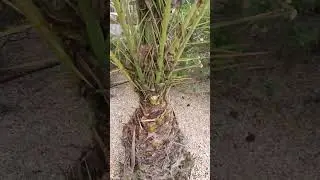 Practical Gardening solution, Green environment. Keep it clean always. #gardningtips #greenery 