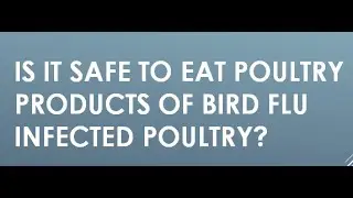 Is It Safe to Eat Poultry Products of Bird Flu Infected Poultry