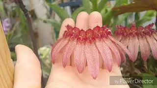 Что цветёт в июне 2019
