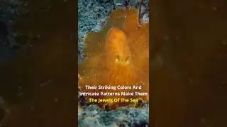Sea Slugs |  Also Known As Nudibranchs