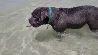 American bully key biscayne #keybiscayne #Florida #saltlife #americanbully #beach #miami
