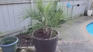 Repotting a Pindo Palm aka Jelly Palm Tree