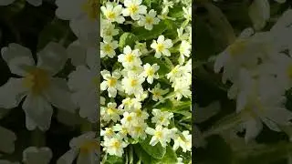 🌻&sup1;⁷☆&bull;&sup1;⁴◇&sup3; Common Primrose, English Primrose (Primula vulgaris) in Primrose Family (Primulaceae)