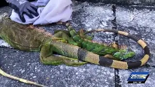 Extreme cold in Florida prompts large-scale collection efforts of invasive iguanas