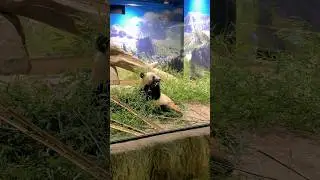 Jalan&rdquo; ke Ueno Zoo, Tokyo 🇯🇵