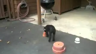 Puppy Rue HRD Training