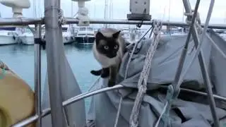 Bailey Boat Cat Trailer- Adventures of a Feline Afloat