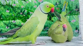 Ringneck Parrot Talking Mithu Mithu 