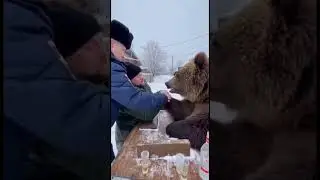 Russian bear arm wrestling