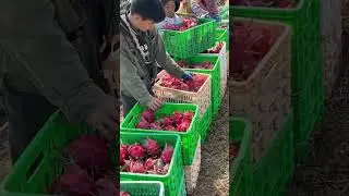 dragon fruit packing process #shorts