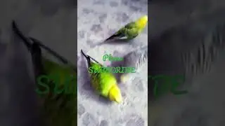 Foraging Birds #shorts