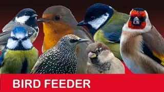 Bird Feeder Cam in Scotland - 3rd August 2025