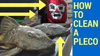 How to clean a Pleco (Plecostomus) Armored Catfish👍