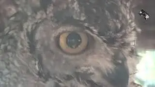 Le Hibou Grand Duc d'Afrique  est un rapace nocturne - Zoo d'Upie  (Drôme) France