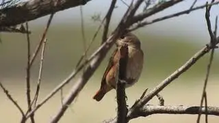Common Redstart, Codirosso comune (Phoenicurus phoenicurus) female