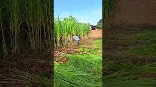 Cortando a capineira de BRS Capia&ccedil;u para silagem #shorts #agro