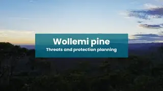 Wollemi pine - Threats and protection planning | Part 2 | #nswparks