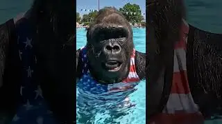 Gary Gorilla swimming at the pool #gorillavlog #animals #pool #funnyanimals