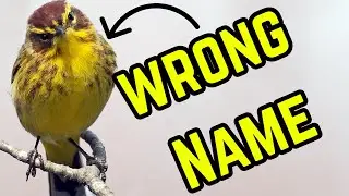 Palm Warbler&mdash; The Most Misleading Name?