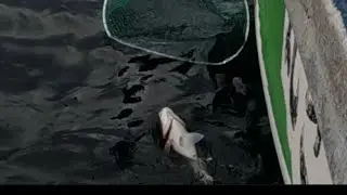 ボウズ無し、相模湾・茅ヶ崎沖コマセマダイ釣り
