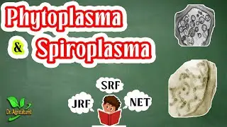 Phytoplasma and Spiroplasma facts | Plant Pathology