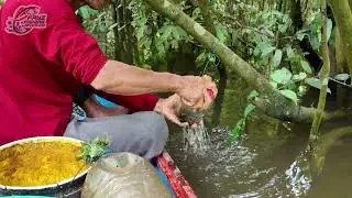 WADER TERANCAM PUNAH?  DI KALIMANTAN MELIMPAH RUAH SEPERTI CENDOL