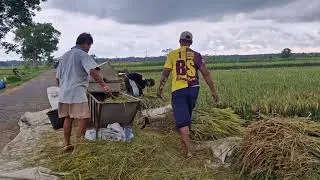 SMART FARMERS SEPARATE RICE GRAINS IN MINUTES USING MODERN CREATIVE MACHINE! - Agriculture Farming
