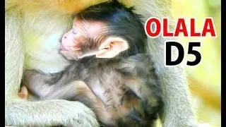 5 Days OLALA Baby Monkey | OLALA grow up fast by milk mommy a lot protein.