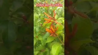 HAMELIA FLOWER AT PH.