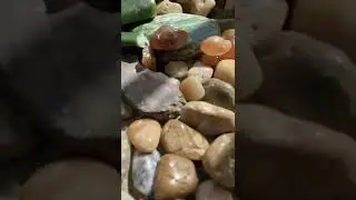 Various Agate Gems & Gemstones 🤩🤩😜 #shorts #gems #gemstone #gemstones