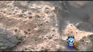 Lake Needwood has toxic algae