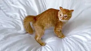 Angry - Funny Cats Reaction Videos | Super Cats