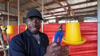 How To Debeak Chickens Using a Hand Debeaker And Right Time To Debeak!