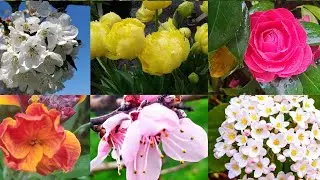 The mos beautiful Spring flowers in Oregon/ Caij paj tawg zoo nkauj nyob xeev Oregon 2022
