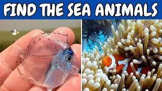Find the Sea Animals