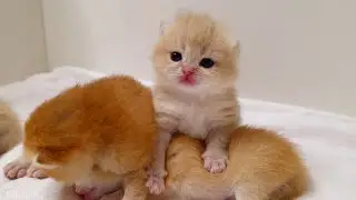 How do I resist the urge to 'devour' these cuties? 🥹😍